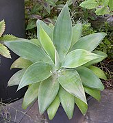 Agave attenuata