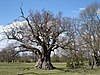 Windsor Great Park