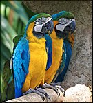 Two macaws, showing their colorful feathers