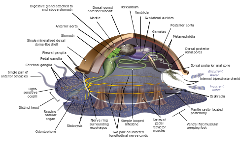 Anatomical diagram of a hypothetical ancestral mollusc, by KDS4444