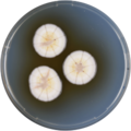 Aspergillus capensis growing on CYA plate