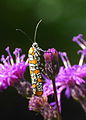 Ailanthus webworm