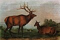 Artist's depiction of eastern elk.