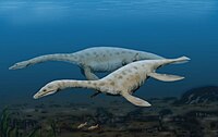 Augustasaurus