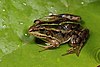 A male Albanian water frog sitting on a wet leaf.