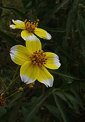 Bidens aurea[англ.]