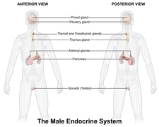 Мушки ендокрини систем.