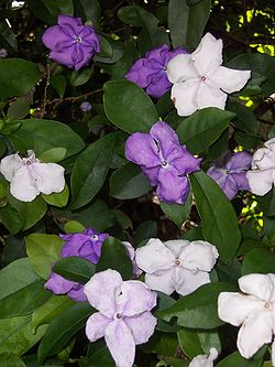 Brunfelsia uniflora.