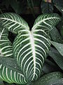 Caladium lindenii.