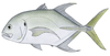 Illustration of a longfin crevalle jack fish