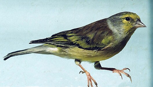 Carduelis corsicana