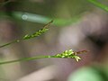 小柄な株の花序