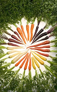 Carrot variants at Selective breeding, by Stephen Ausmus
