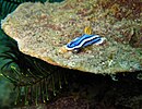 Chromodoris lochi from Puerto Galera, the Philippines.