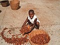 Plaza de Secado. Boy helping his mother to collect the cocoa beans. Chuao, Venezuela.