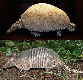 Glyptodon и девятипоясный броненосец