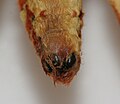 Citheronia regalis with claspers closed