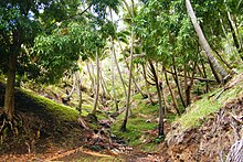 Photo d'une forêt de cocotiers.