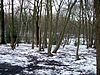 Coldfall Wood