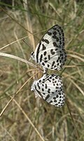 Mating pair at IIT Madras, Chennai