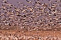 A large gathering of cranes at Hula Valley, Israel.