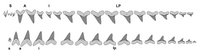 Illustration of the teeth inside a jaw of C. mantelli