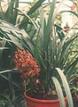 Cymbidium floribundum