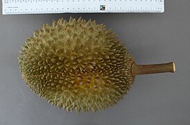 A whole Musang King durian