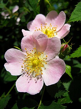 Flores da Rosa canina.