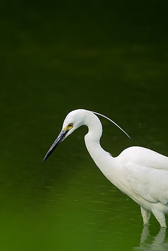 Малая белая цапля (Egretta garzetta)