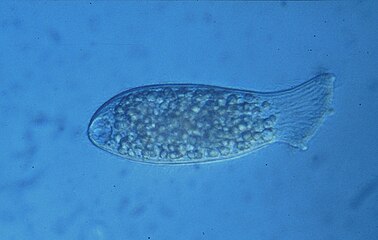 Epispathidium amphoriforme.