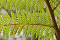 Unindentified fern leaves, on Fern