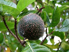 Fruit de Gardenia brighamii.