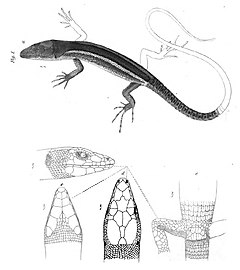 Description de l'image Gastropholis vittata.jpg.