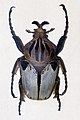 カタモンゴライアス Goliathus cacicus