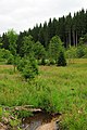 Kohlangerwiese am Hammergraben