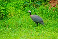 Guinea fowl at Mole National Park in Ghana