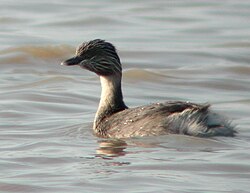 Mustaniskauikku (Poliocephalus poliocephalus)