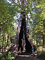 Hollow Trunk, the largest girthed red tingle and largest in restored volume