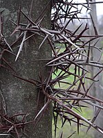 Detail of thorns