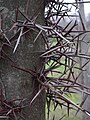 Honey locust Detail of thorns.