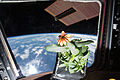 A Zinnia flower grown aboard the ISS in bloom in the Cupola, 17 January 2016