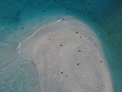 Flora, Fauna and landscapes from The Thirteen Islands of St. Brandon