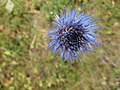 Jasione des montagnes