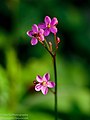 Talinum paniculatum in Singapore Botanic Gardens