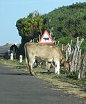 Ko (Portugal)