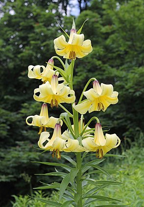 Lilium kesselringianum na Reserva da Biosfera do Cáucaso em Sóchi, Rússia. (definição 2 848 × 4 066)