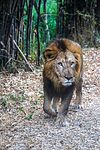 Lion during Safari