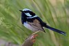 A male superb fairywren