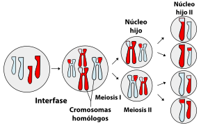 Sorting of homologous chromosomes during meiosis